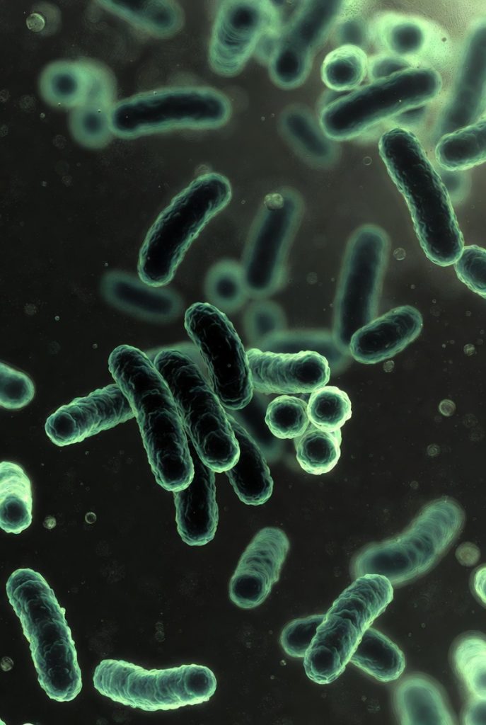 Microorganismos anaerobios