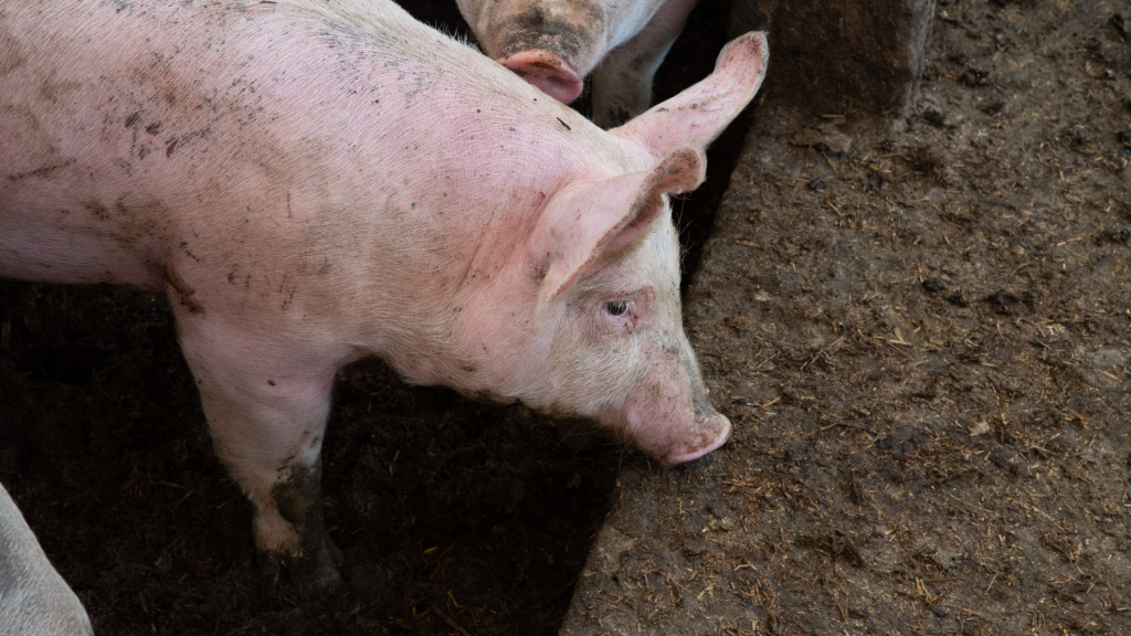 Biogás de purines · portada artículo Smallops sobre digestión de purín porcino y bovino